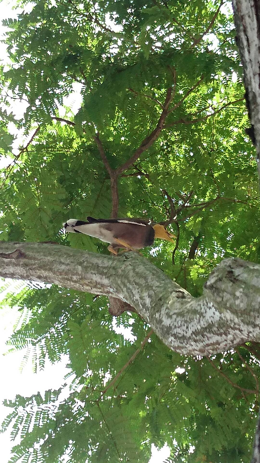 Common myna