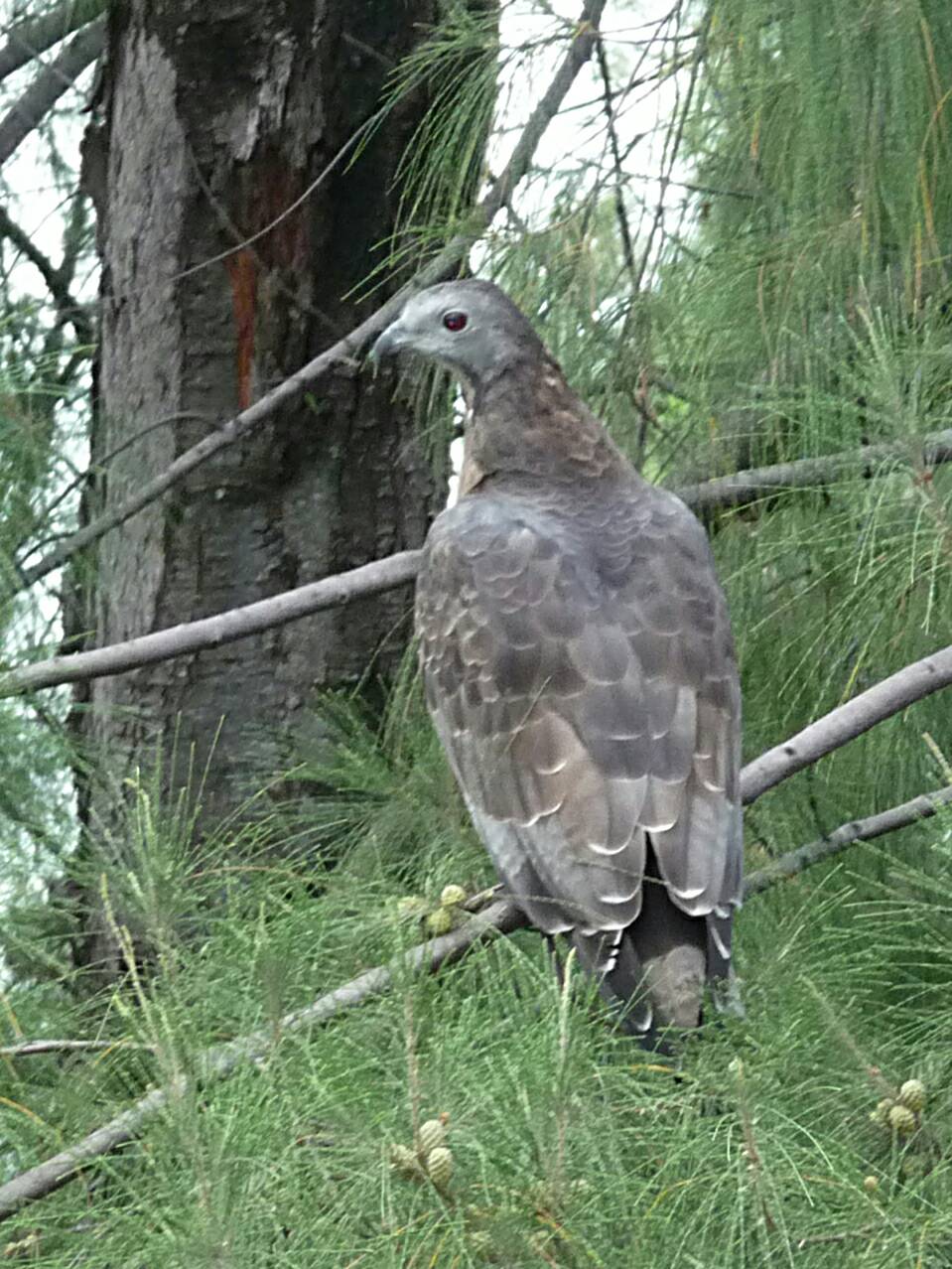 Oriental honey buzzard