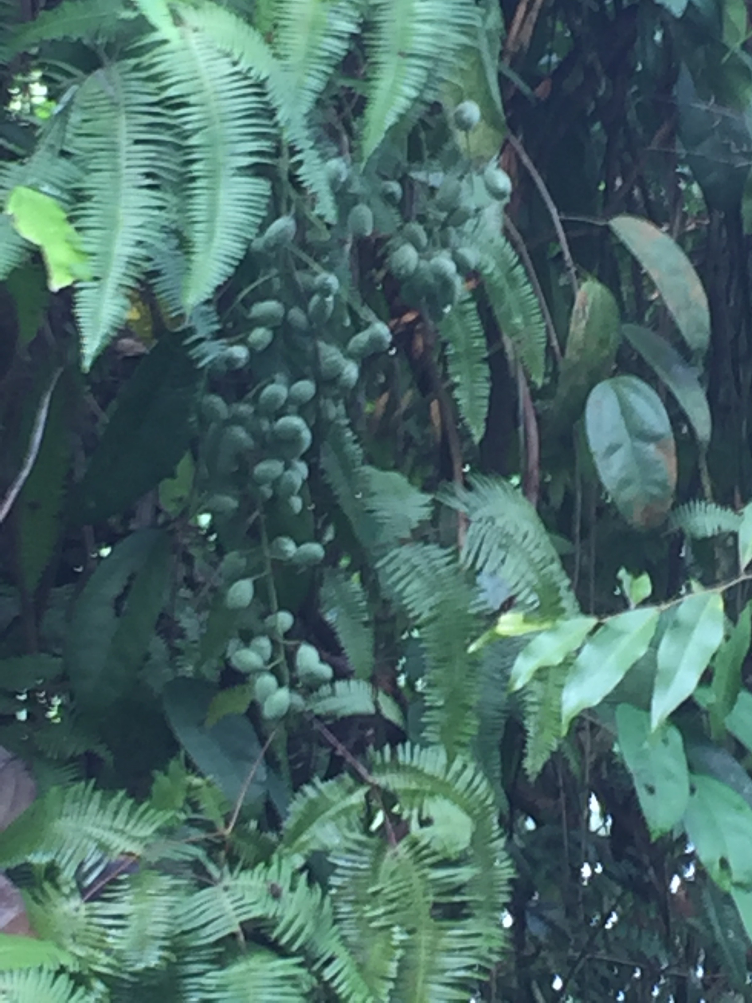 Creeping Vines