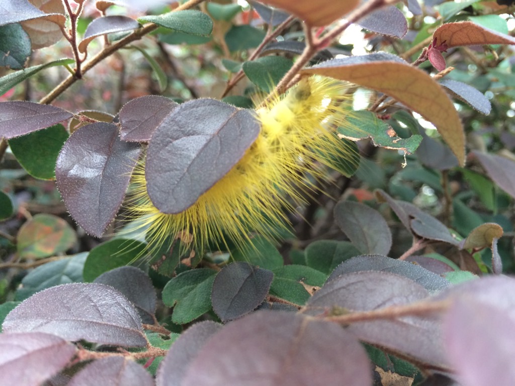 Tussock Moth