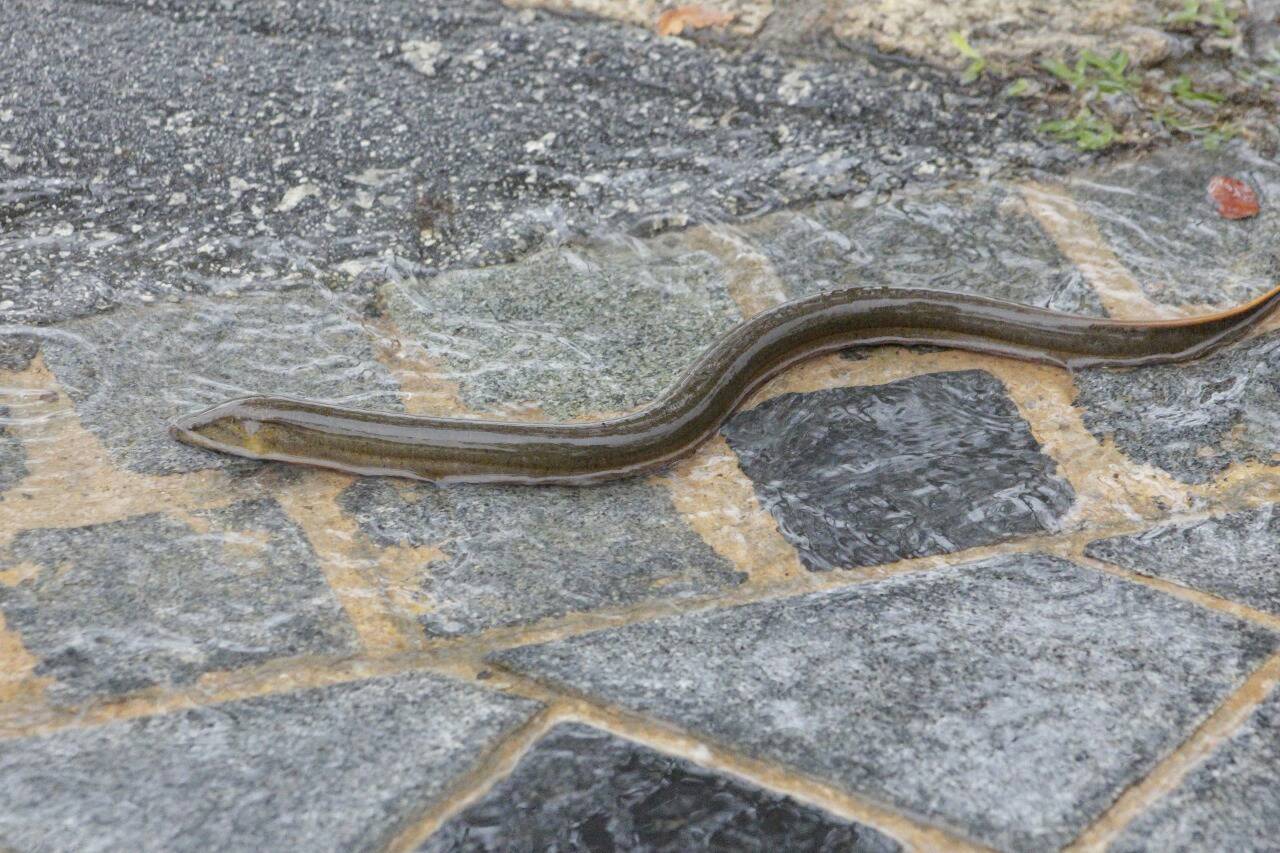 Oriental swamp eel