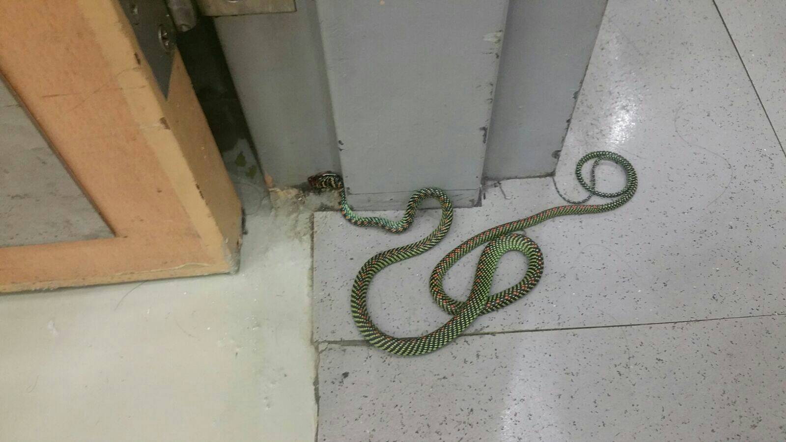 Paradise tree snake