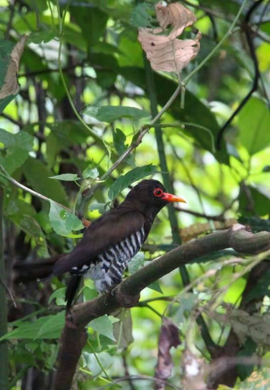 Violet cuckoo