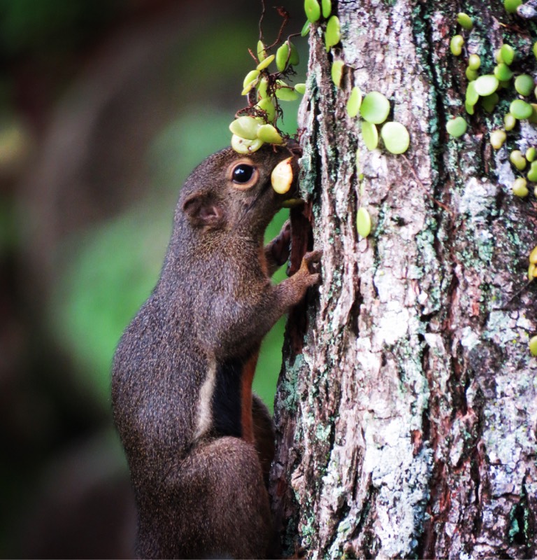 Plantain squirrel 