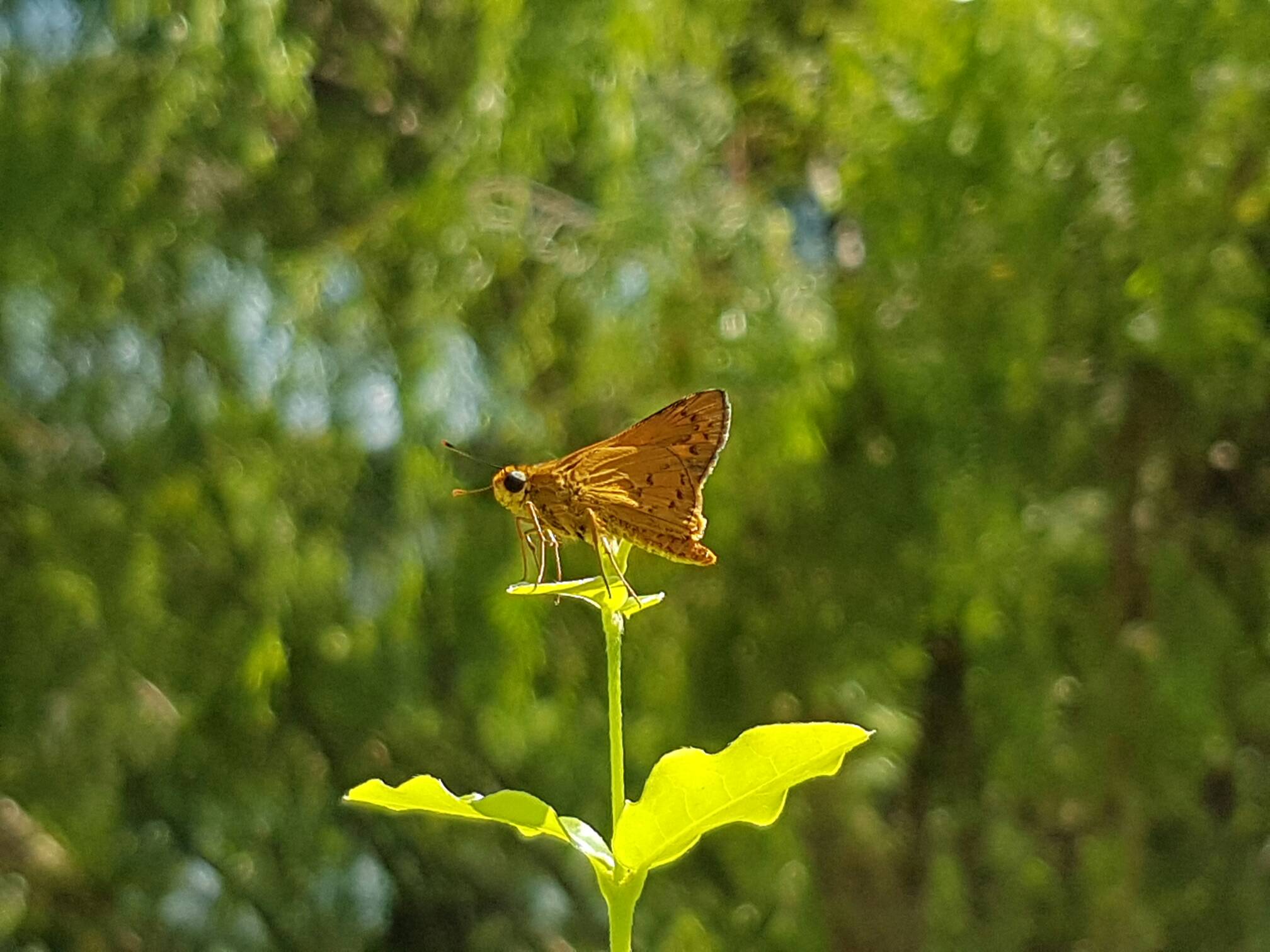 Palm dart