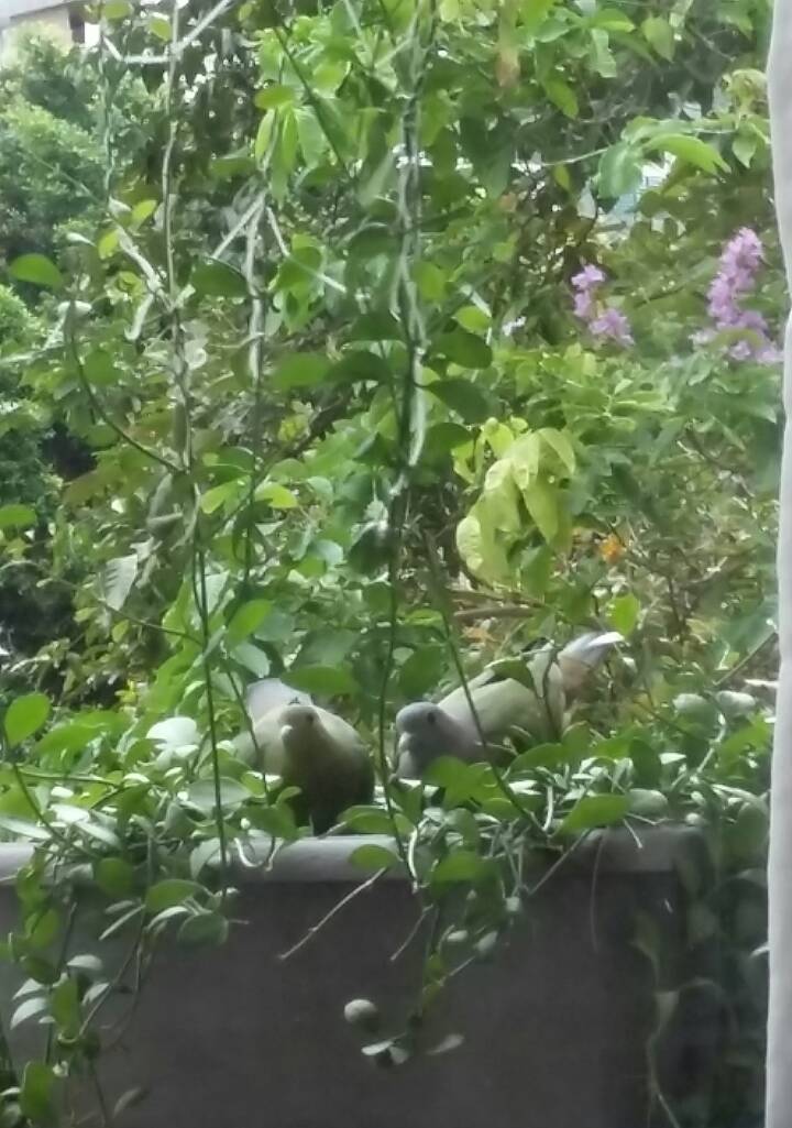 Pink neck green pigeon (pair)