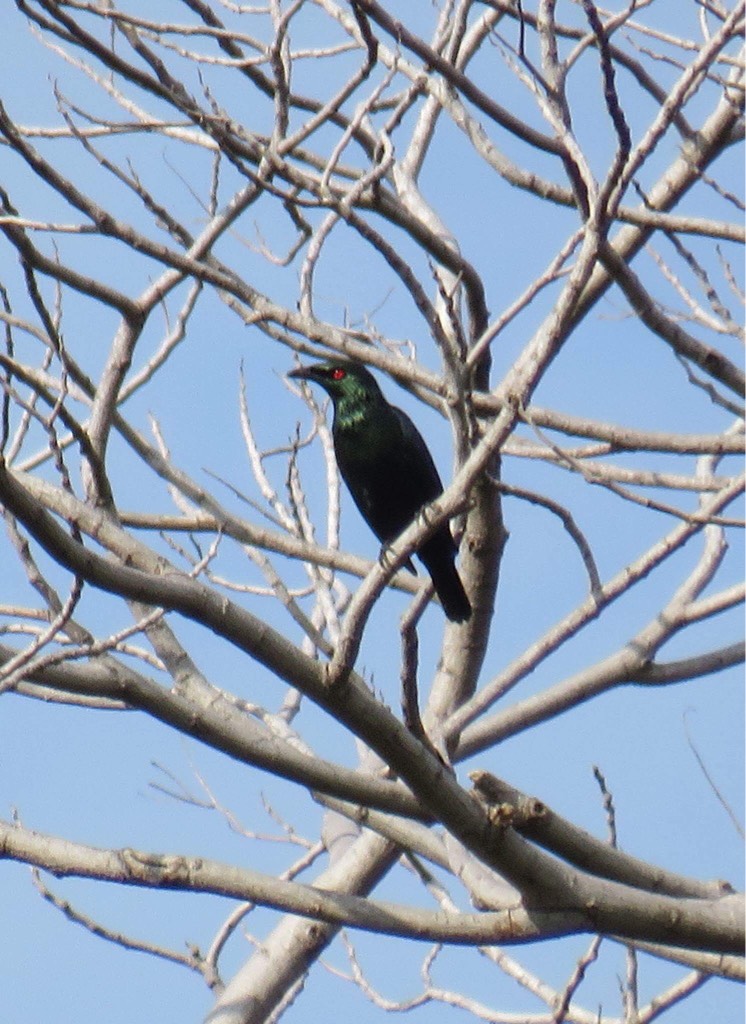 Asian glossy starling