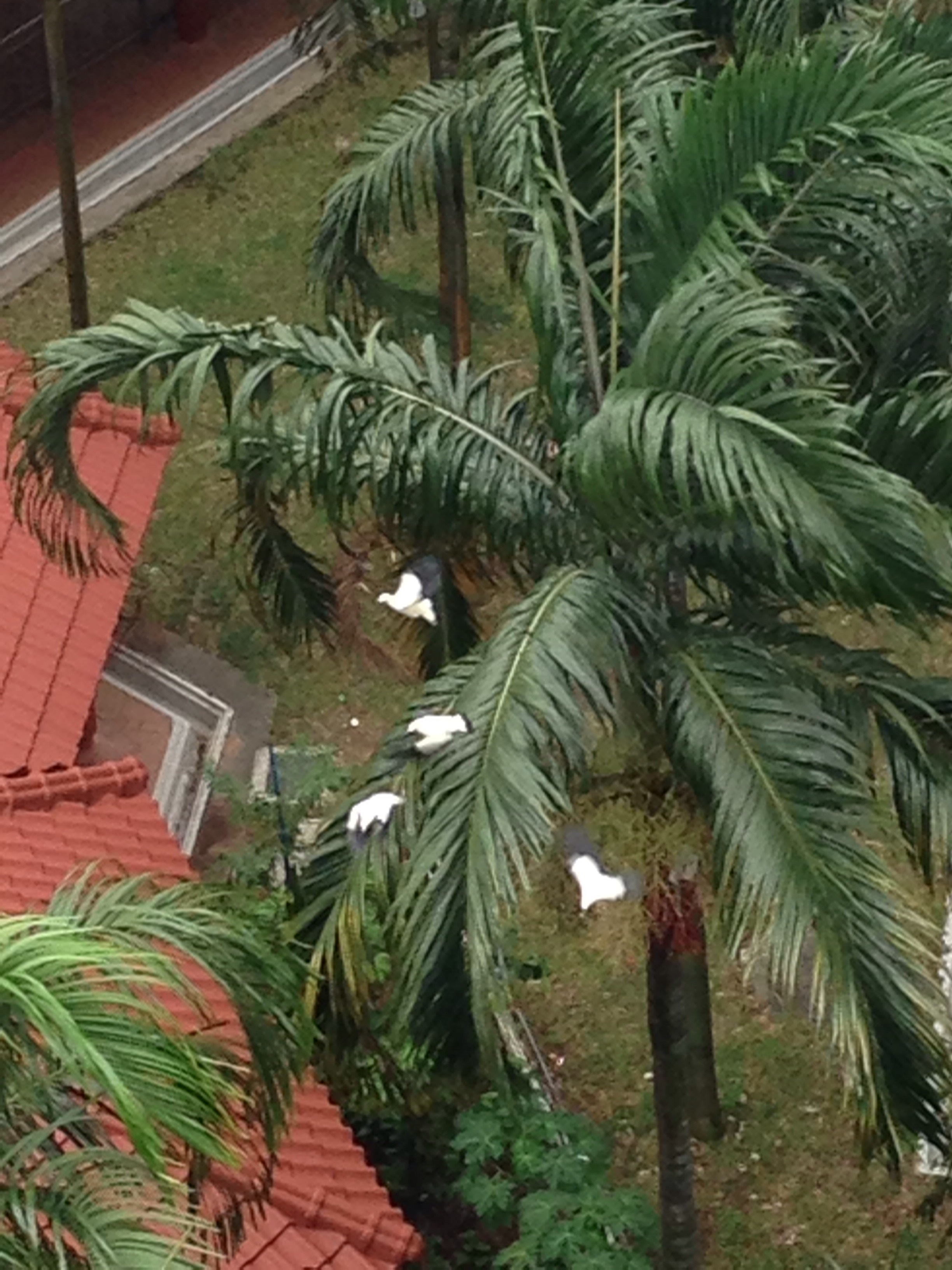 Pied imperial pigeon