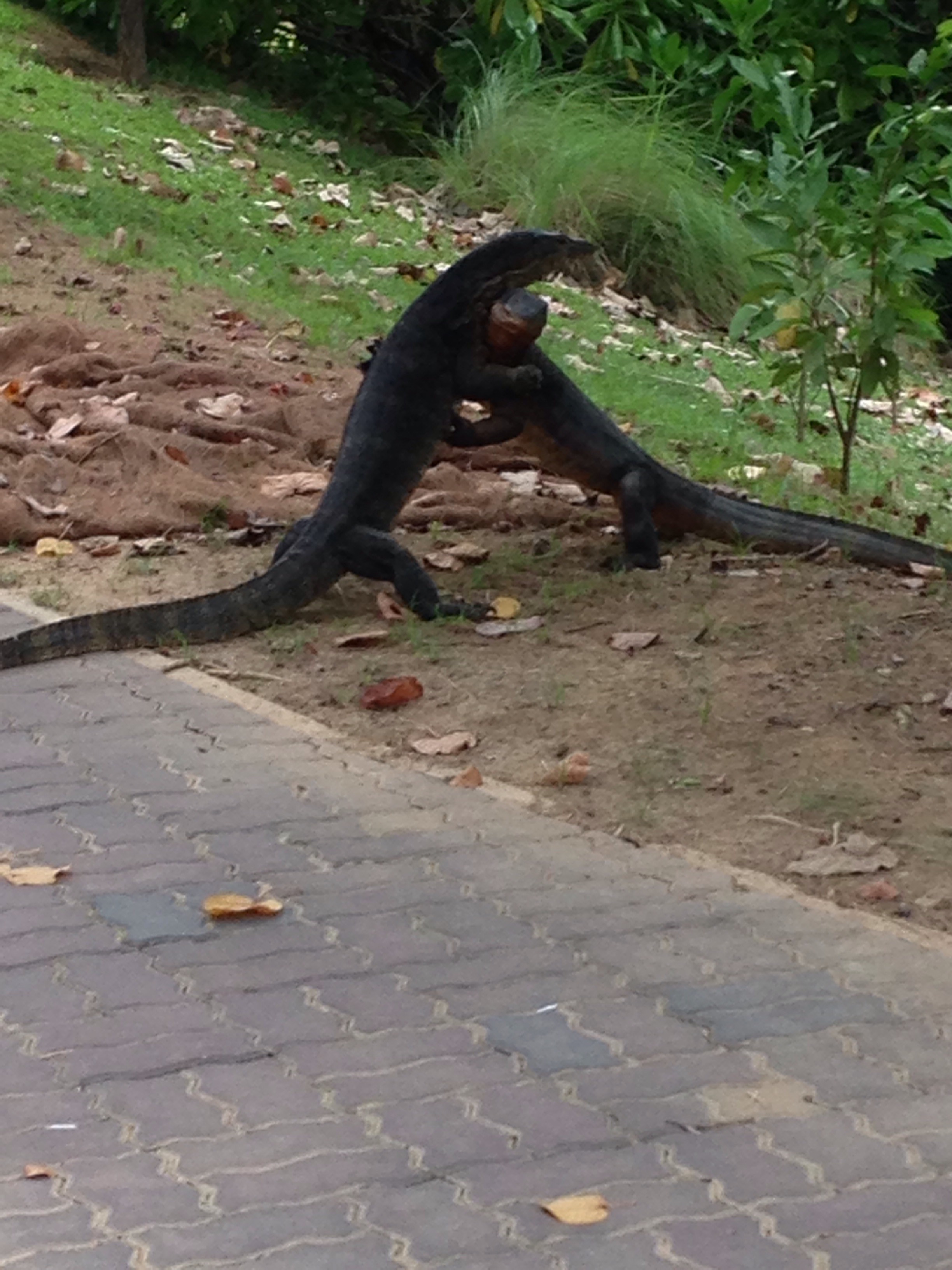 Malayan water monitor