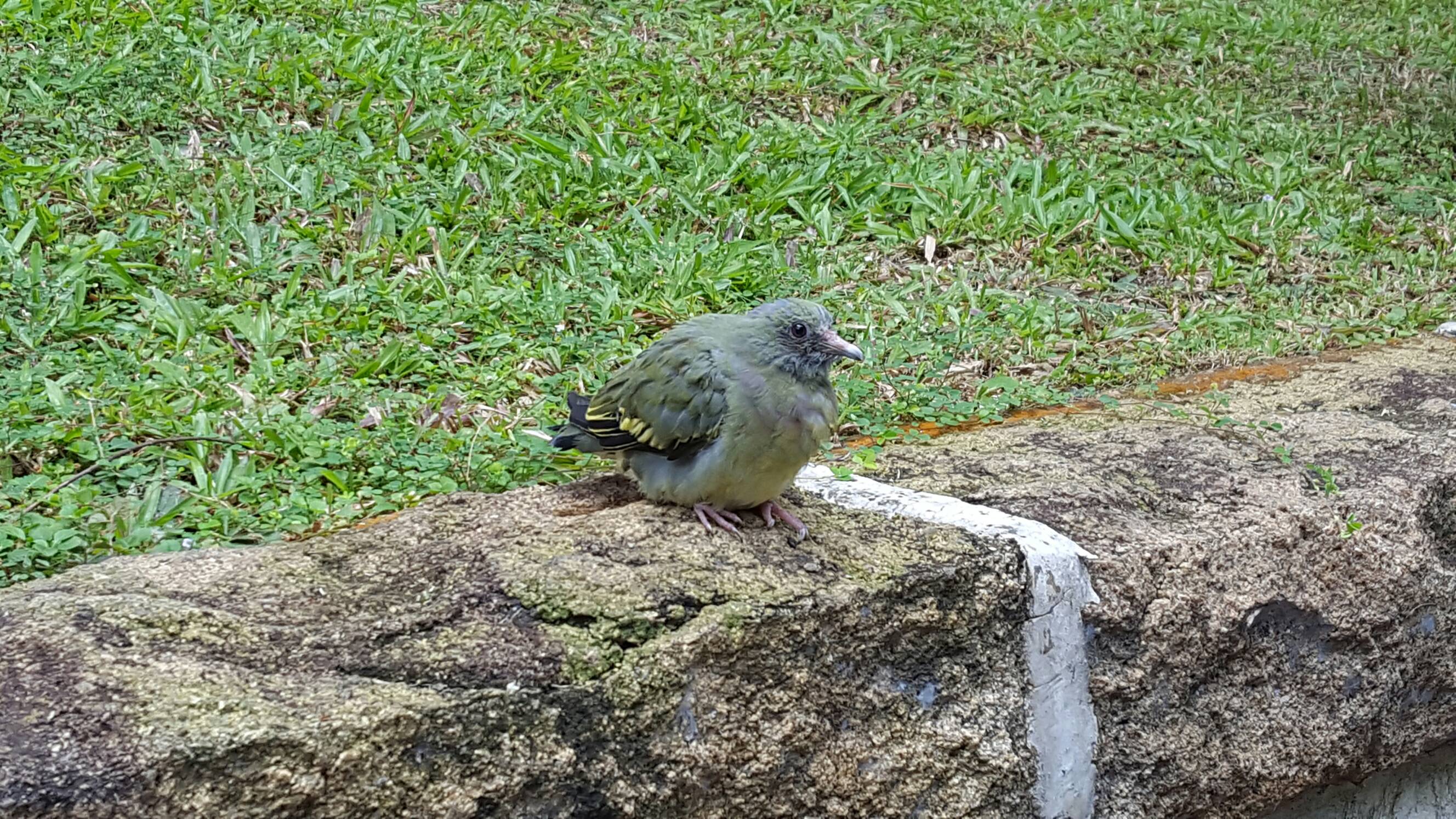 Pink neck green pigeon (fledgeling)