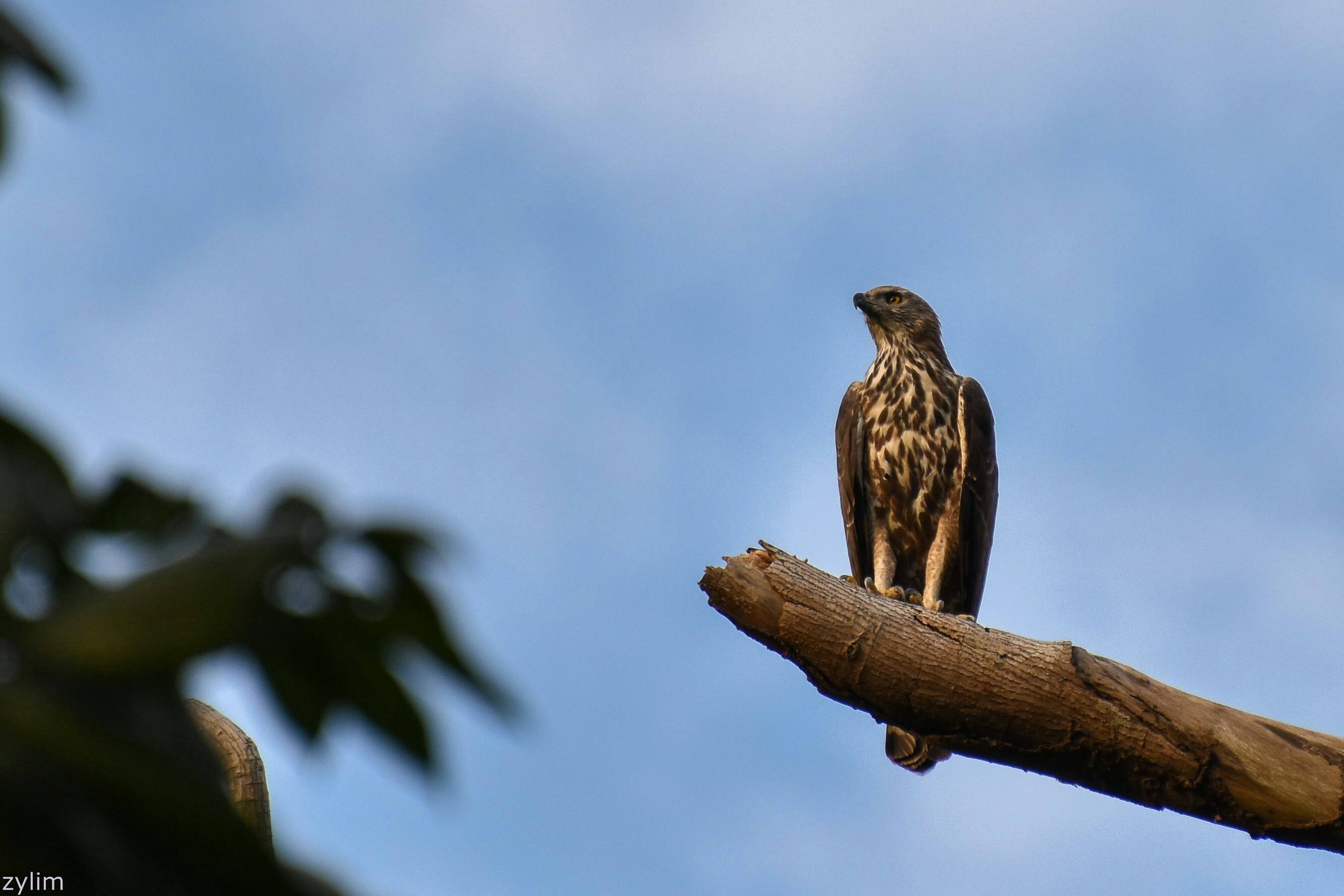 Changeable hawk-eagle (Nisaetus cirrhatus) - Biodiversity and ...