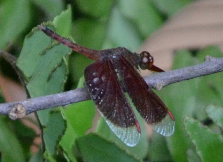 Common parasol