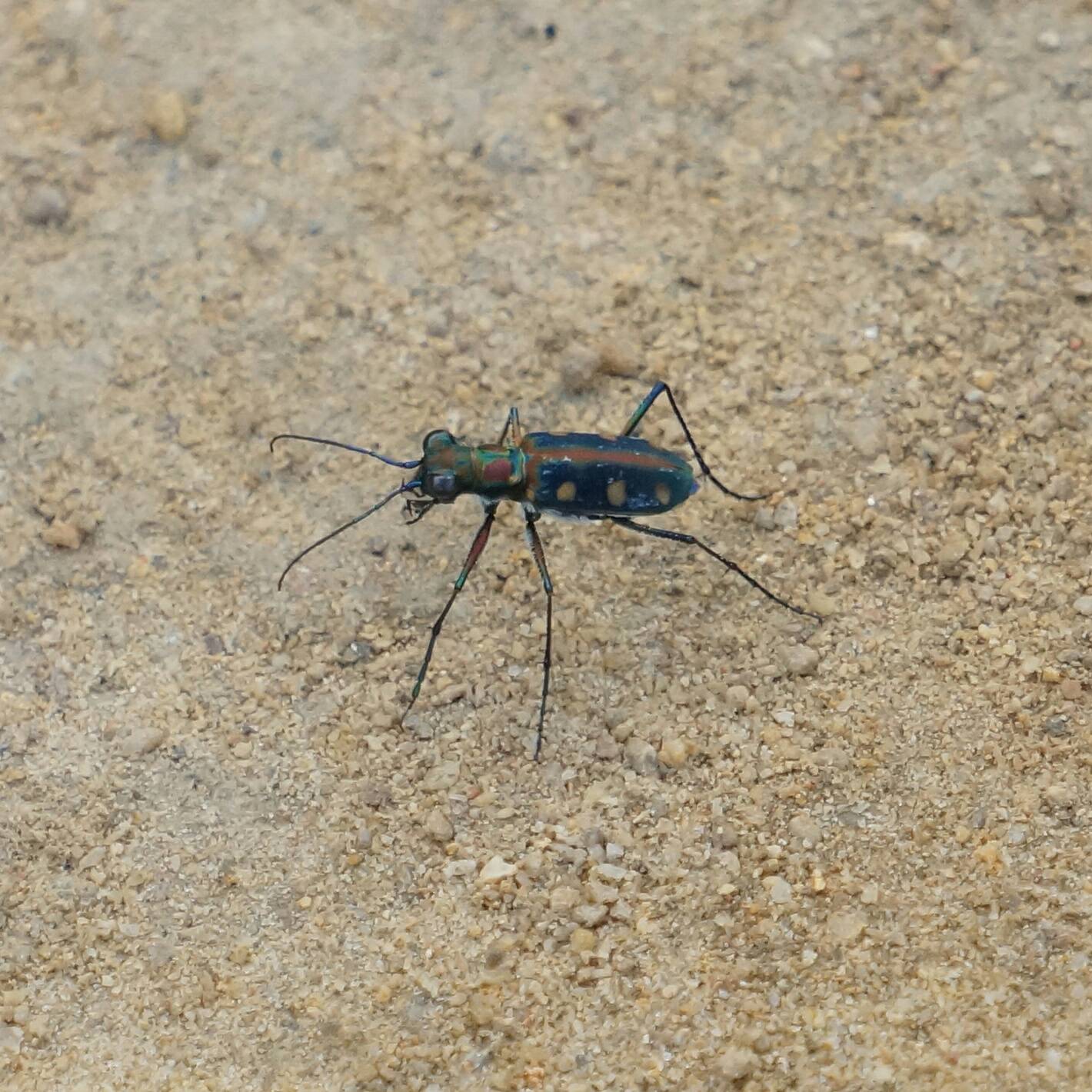 Golden-spotted tiger beetle