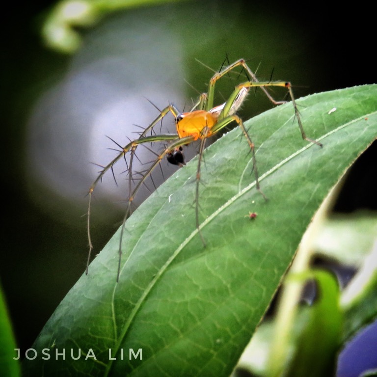 Burmese lynx spider