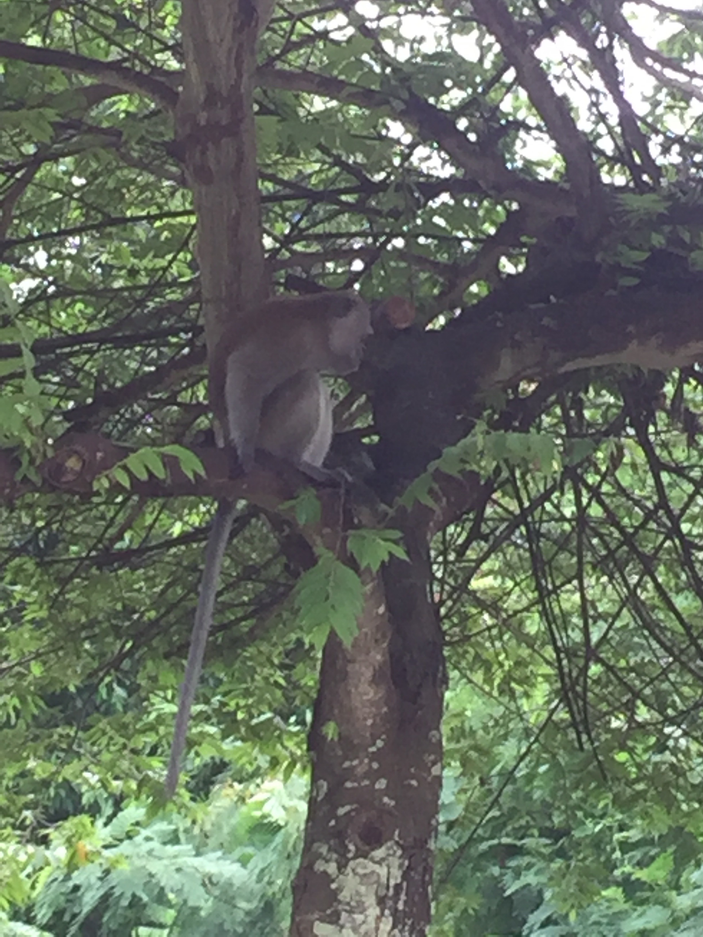 Long-tailed macaque