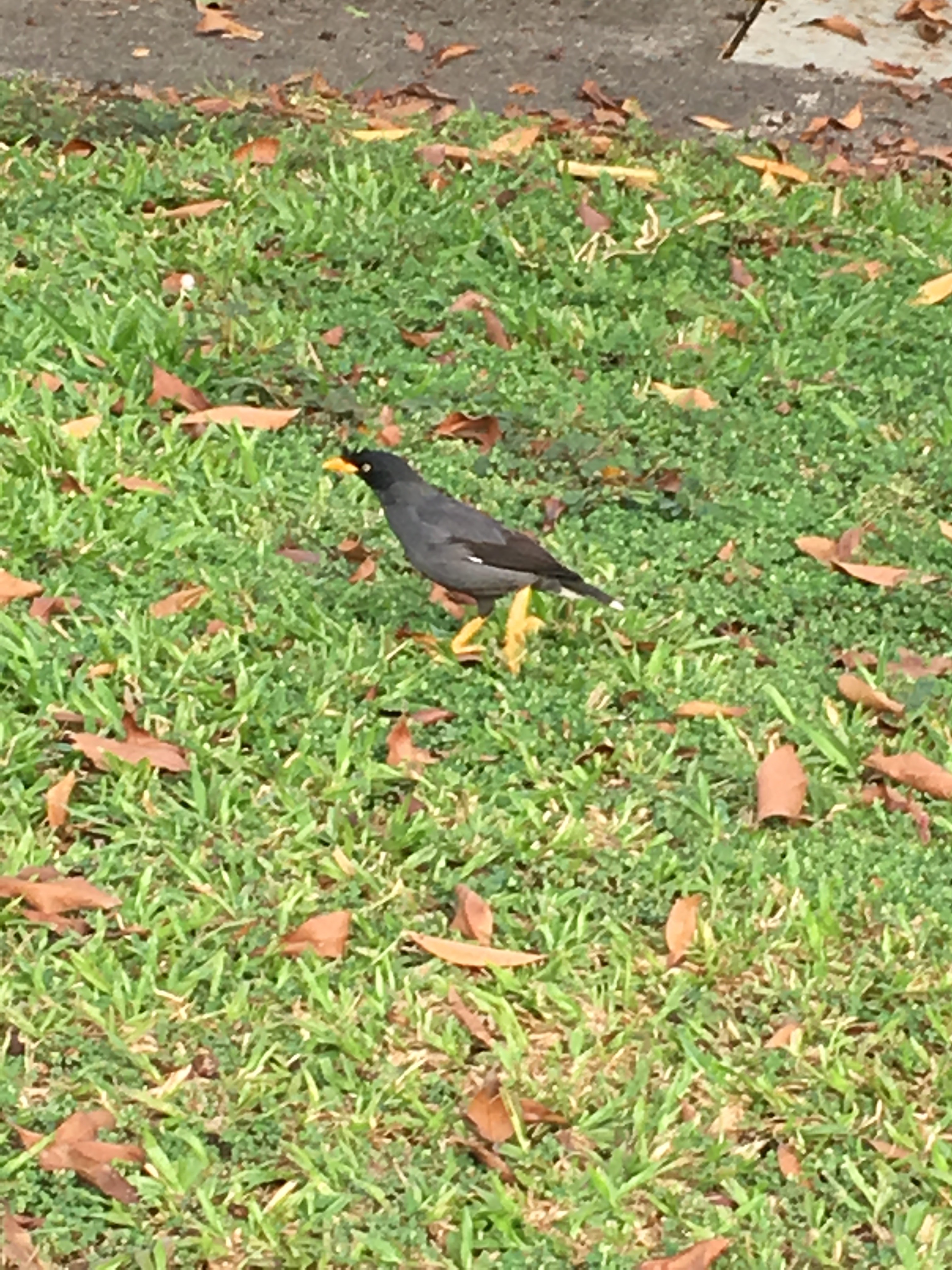 Javan myna