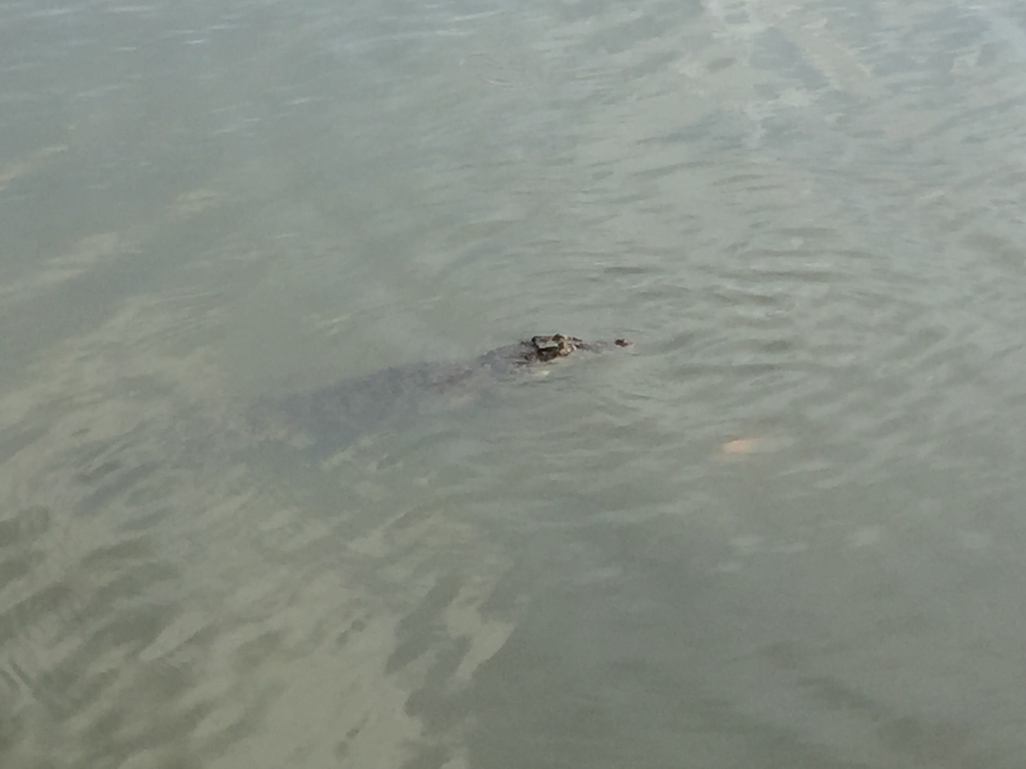 Estuarine crocodile