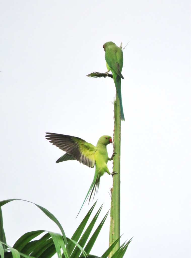 Rose-ringed parakeet 