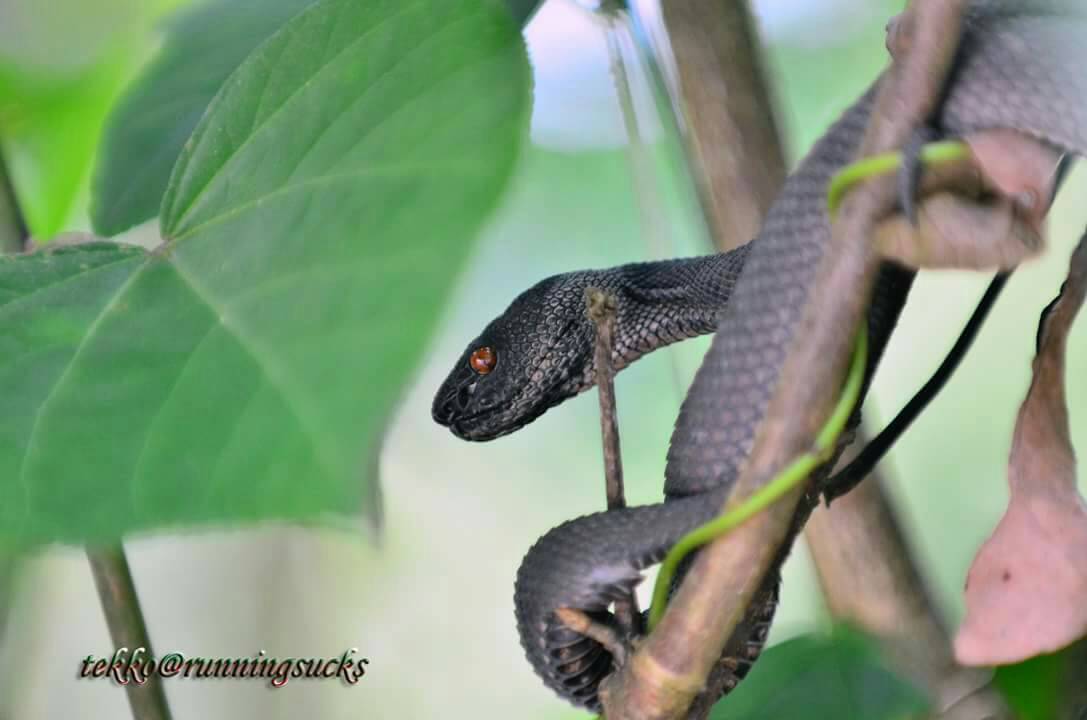 Shore pit viper 