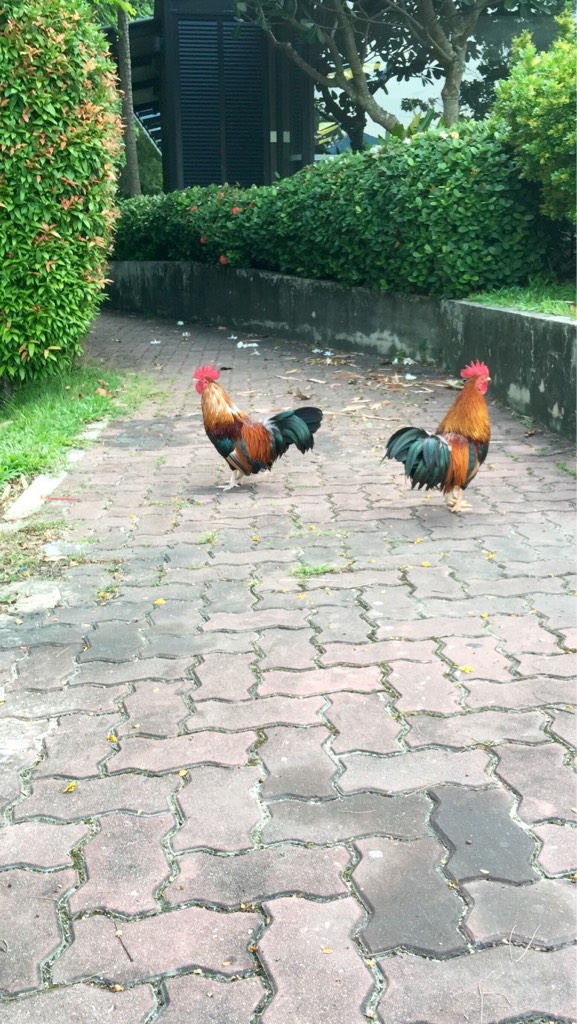 Red jungle fowl/hybrid