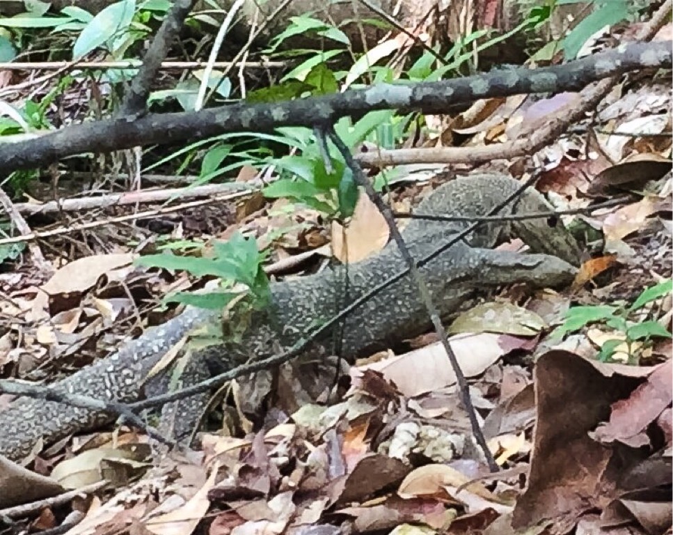 Clouded monitor lizard