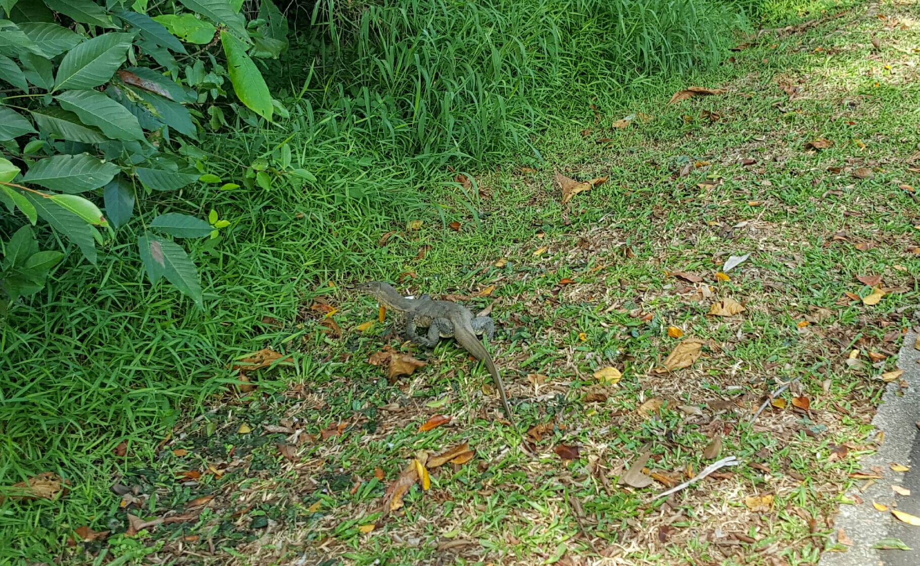 Monitor lizard - Biodiversity and Environment Database System