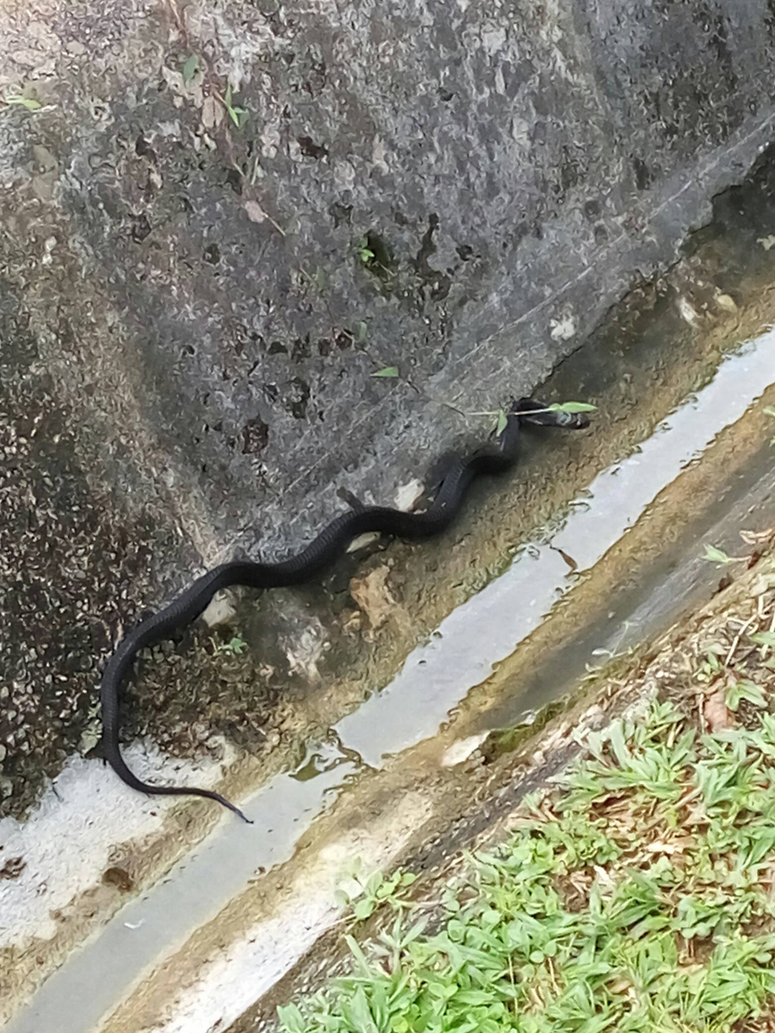 Equatorial spitting cobra
