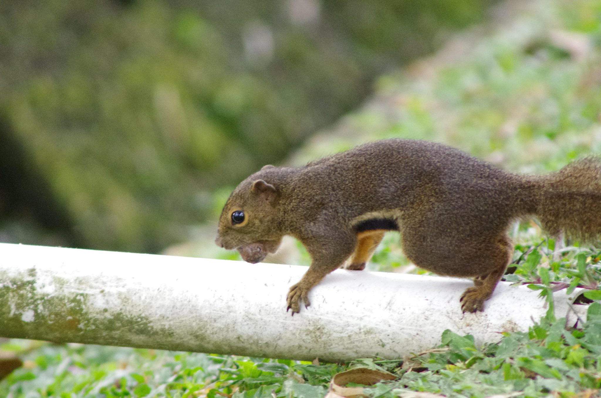 Plantain squirrel