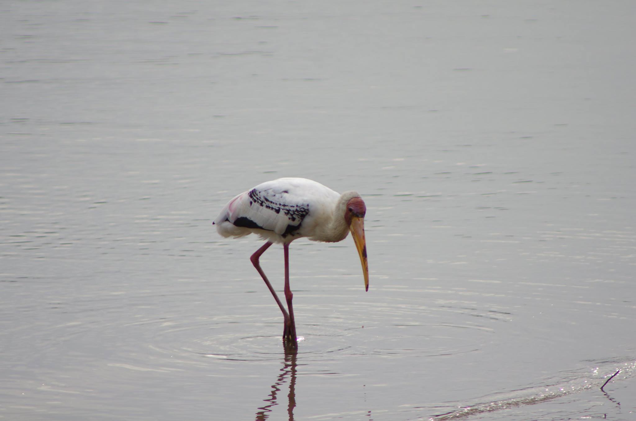 Painted stork