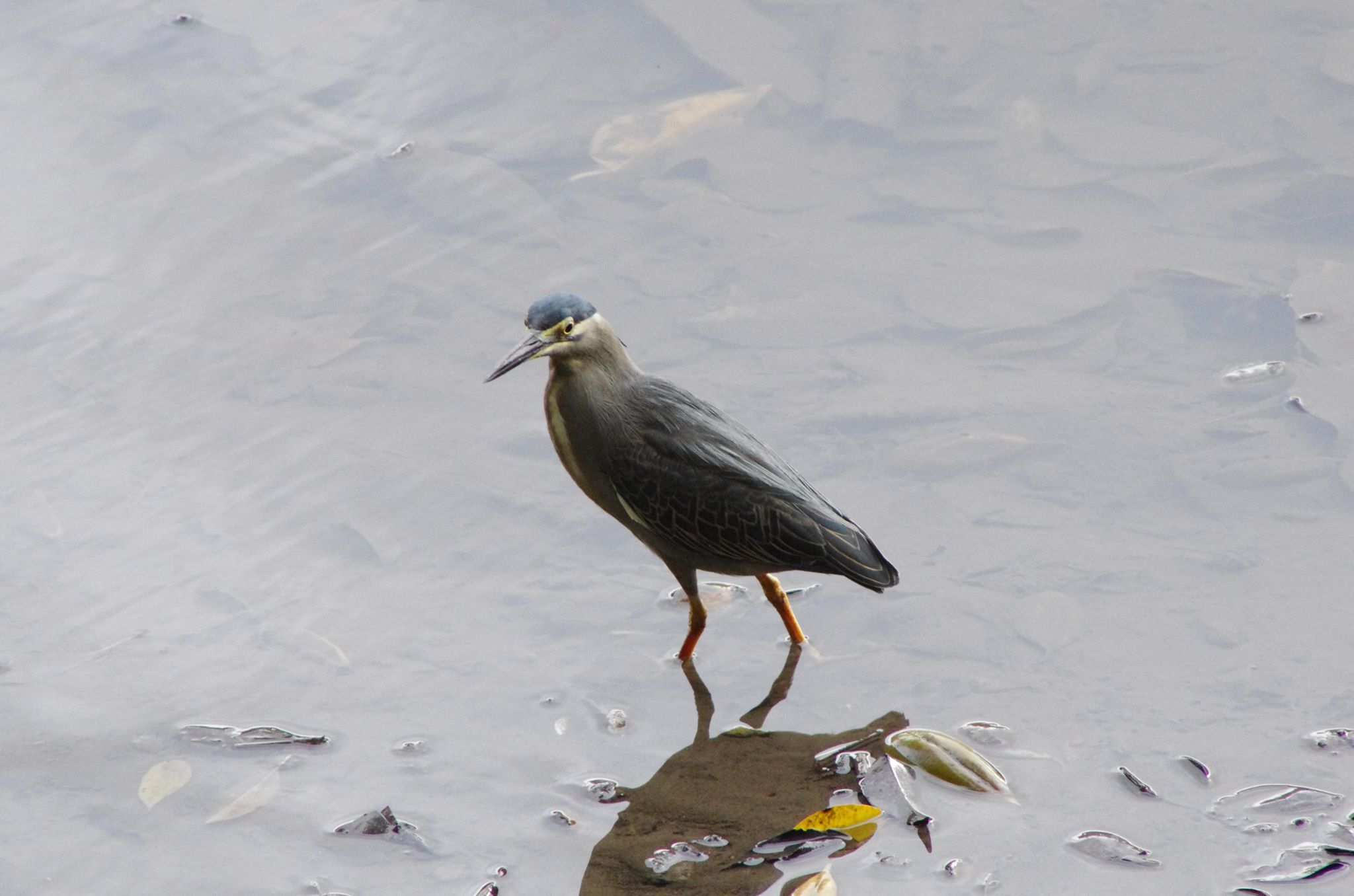 Striated heron