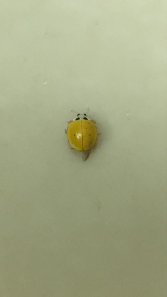 Yellow ladybird beetle (Illeis koebelei) Biodiversity and Environment