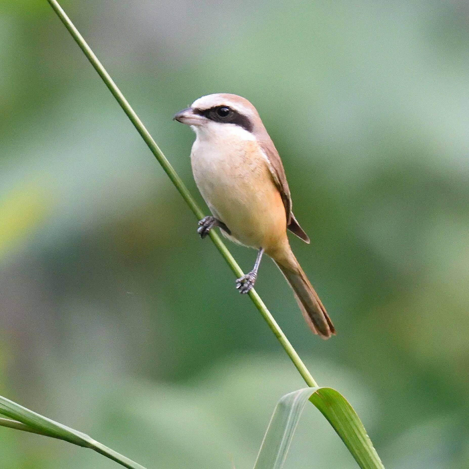 Brown shrike