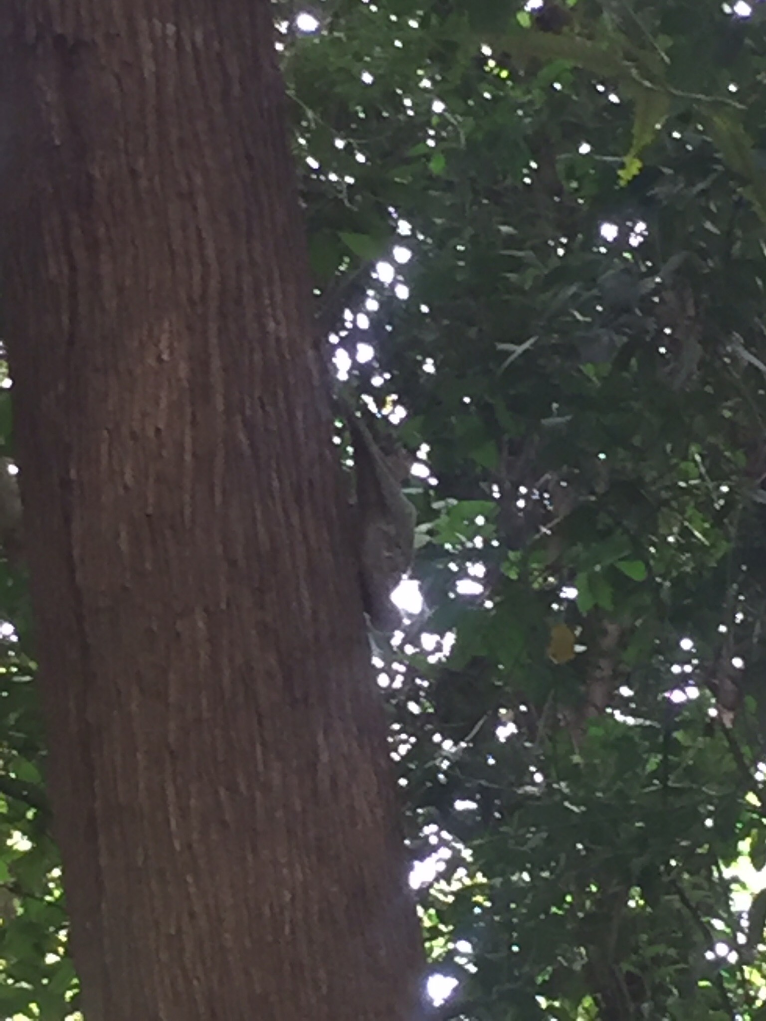 Malayan colugo