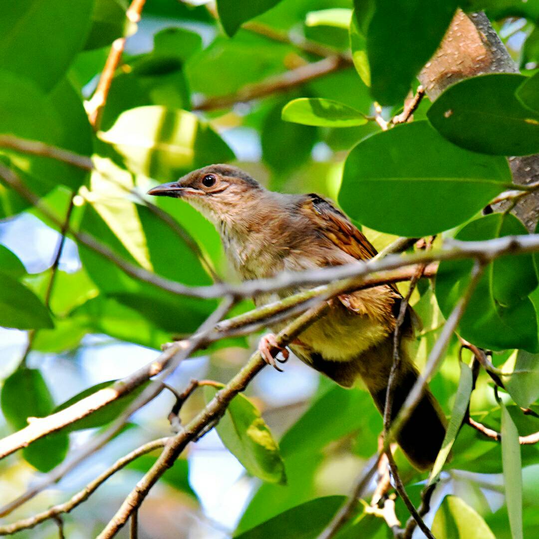 Olive-winged bulbul (juvenile)