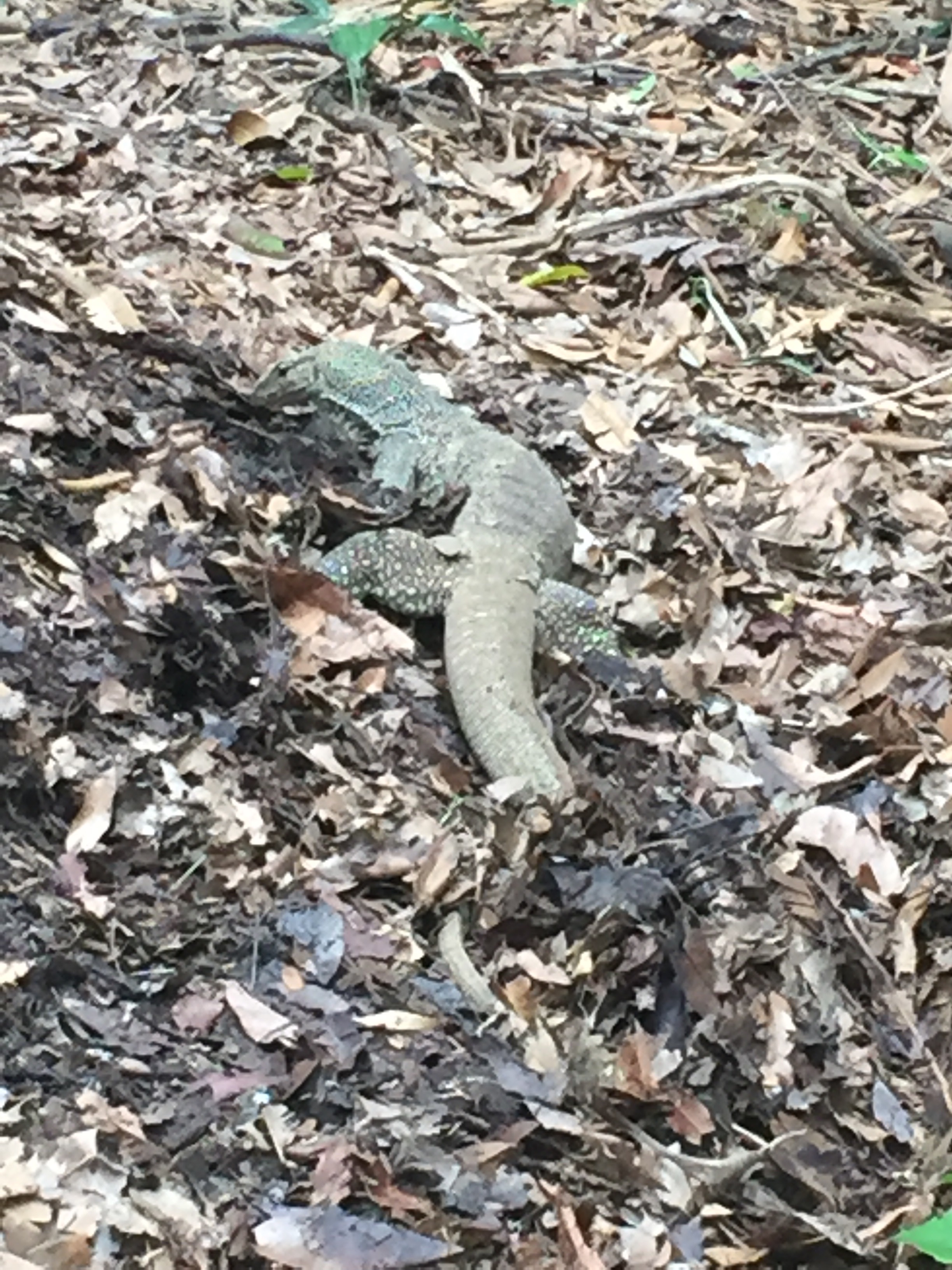 Clouded monitor lizard (Varanus nebulosus) - Biodiversity and ...