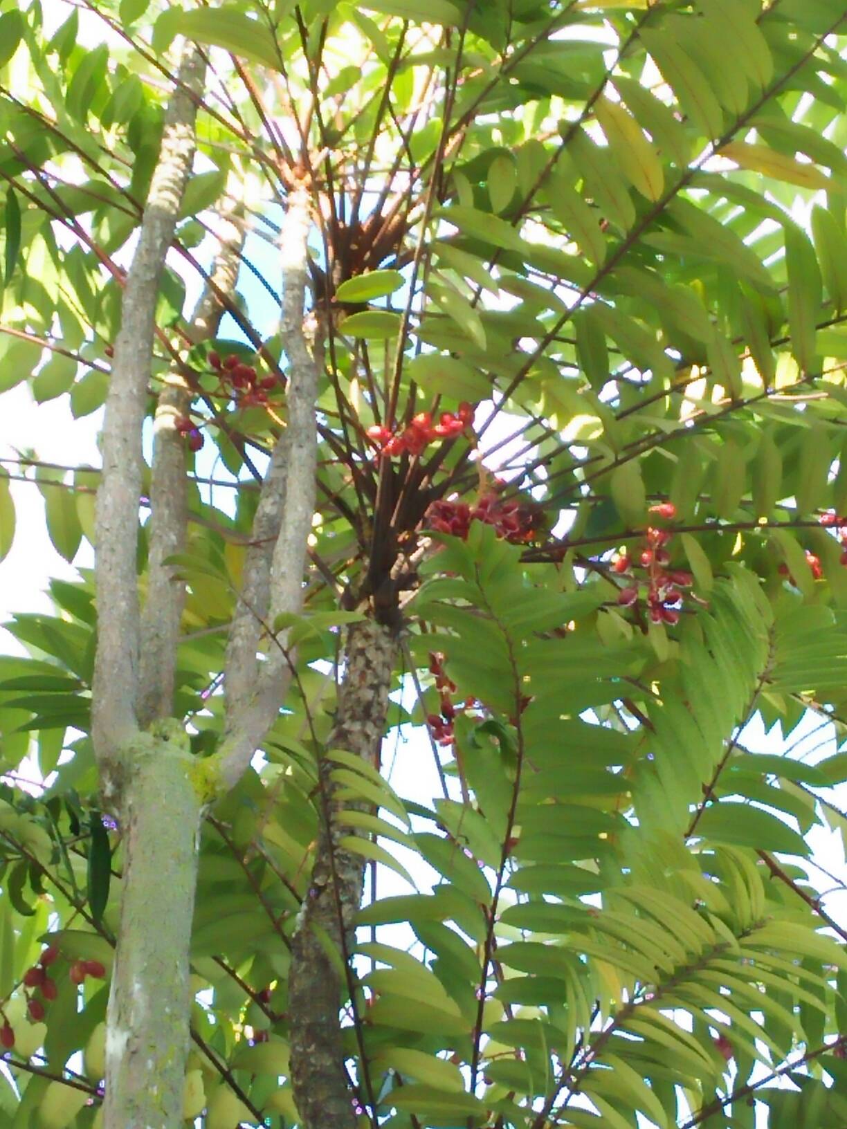 Eurycoma longifolia 