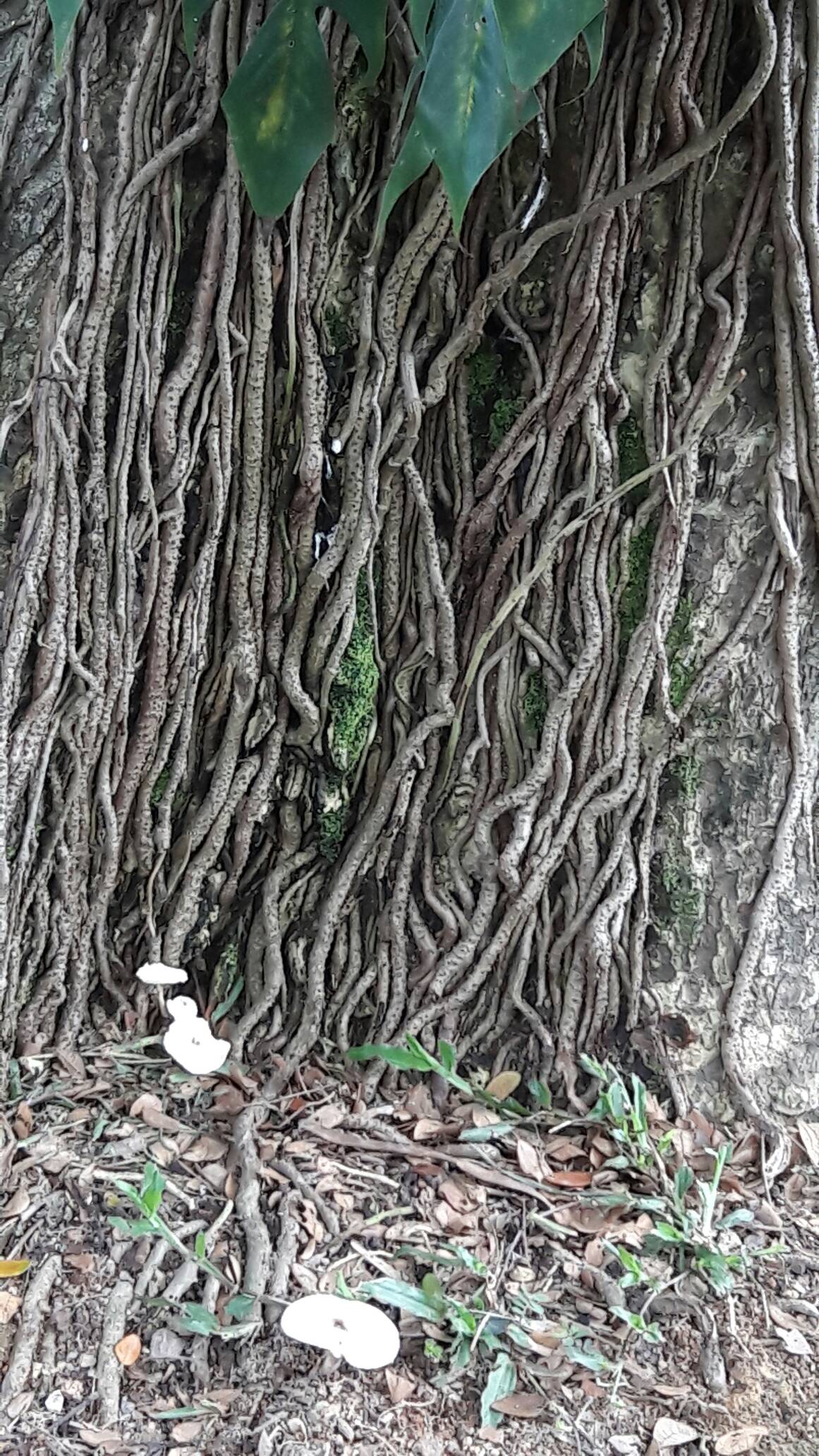 Strangling fig