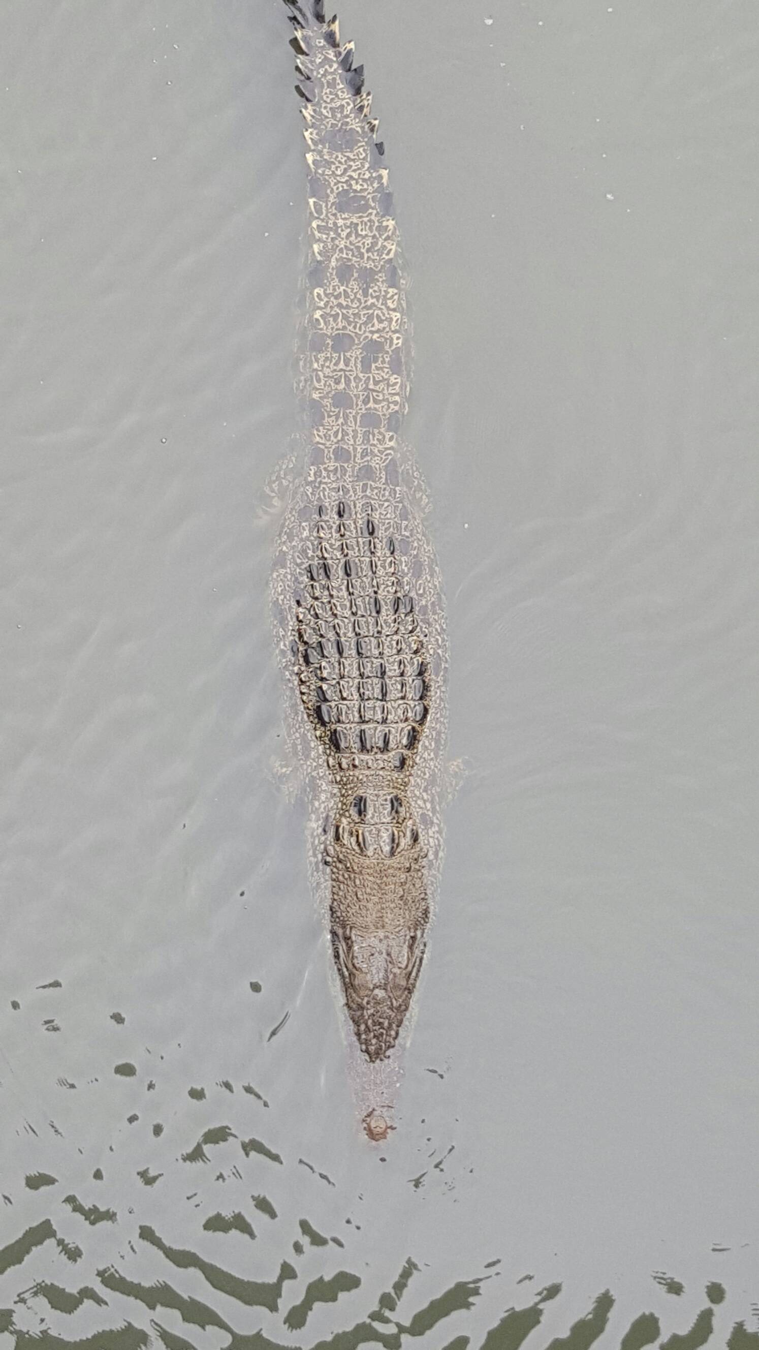 Estuarine crocodile