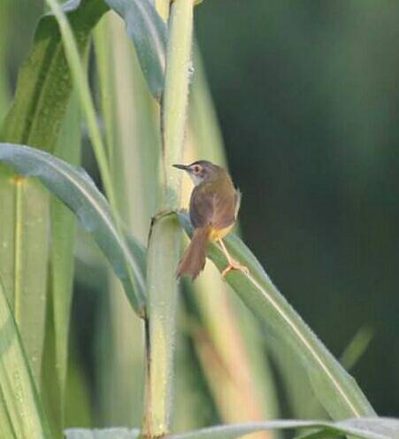 Yellow-bellied Prinia (prinia Flaviventris) - Biodiversity And 