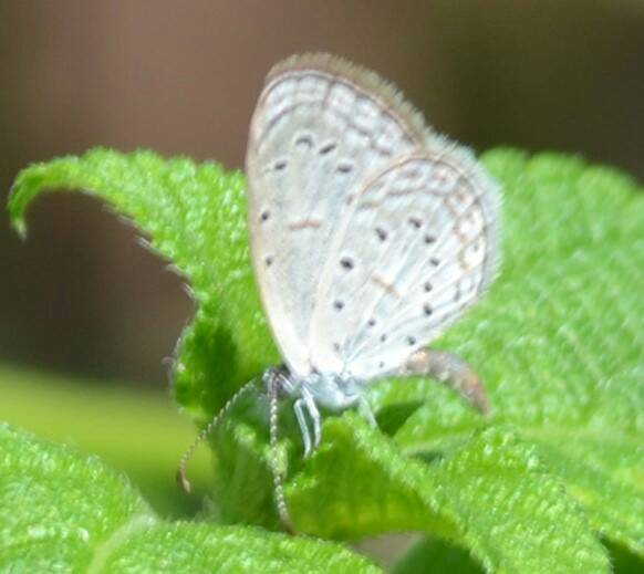 Pygmy grass blue