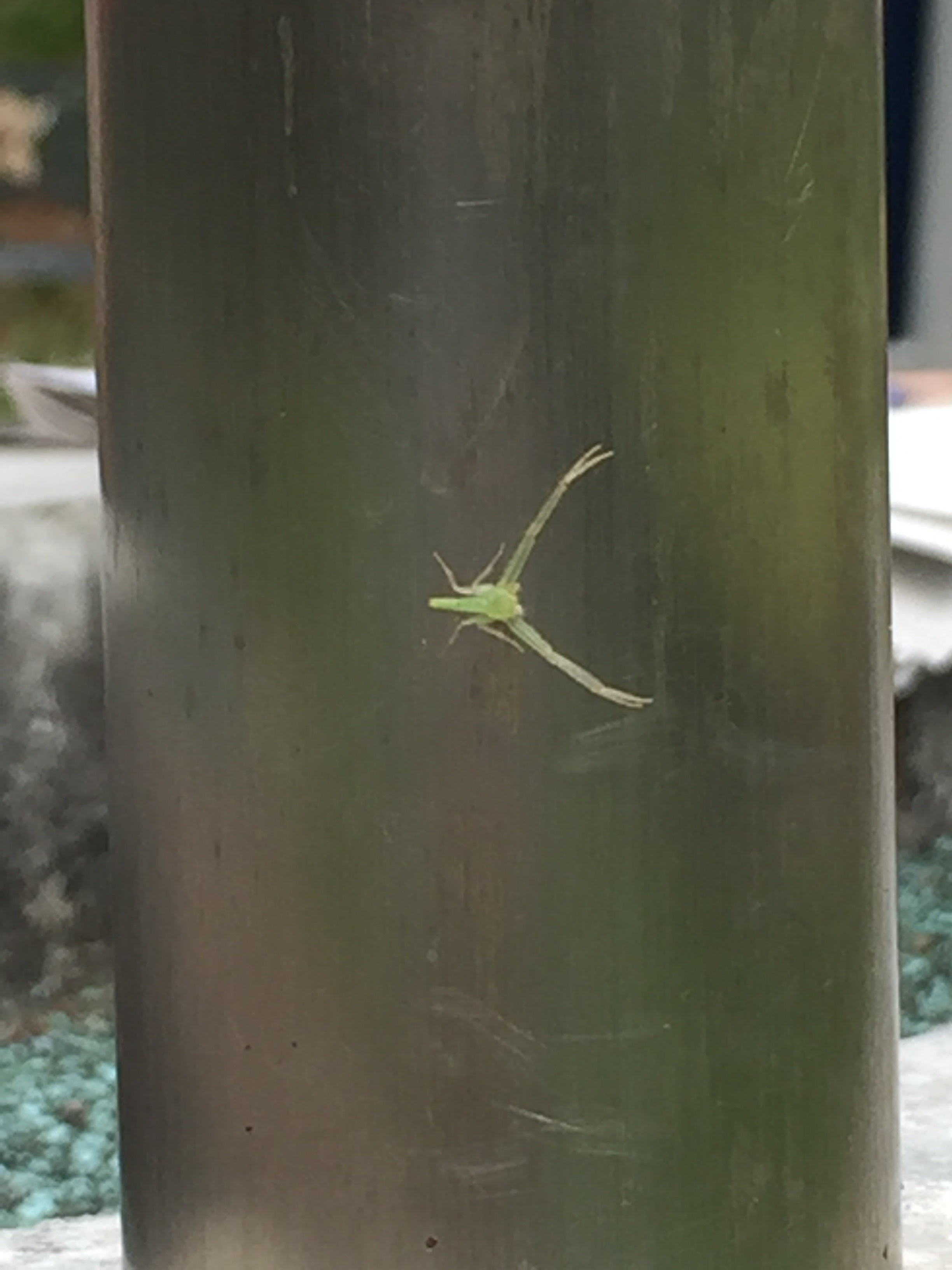 Green crab spider