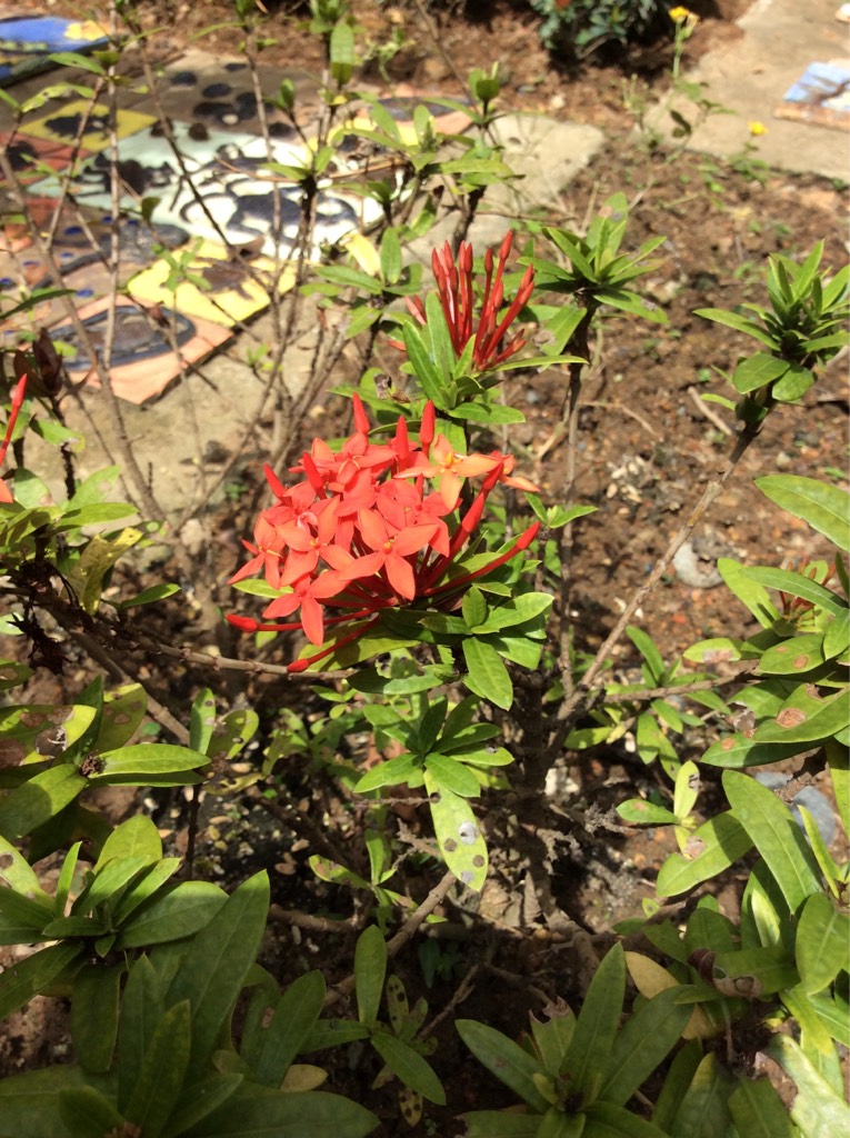 Ixora coccinea l.