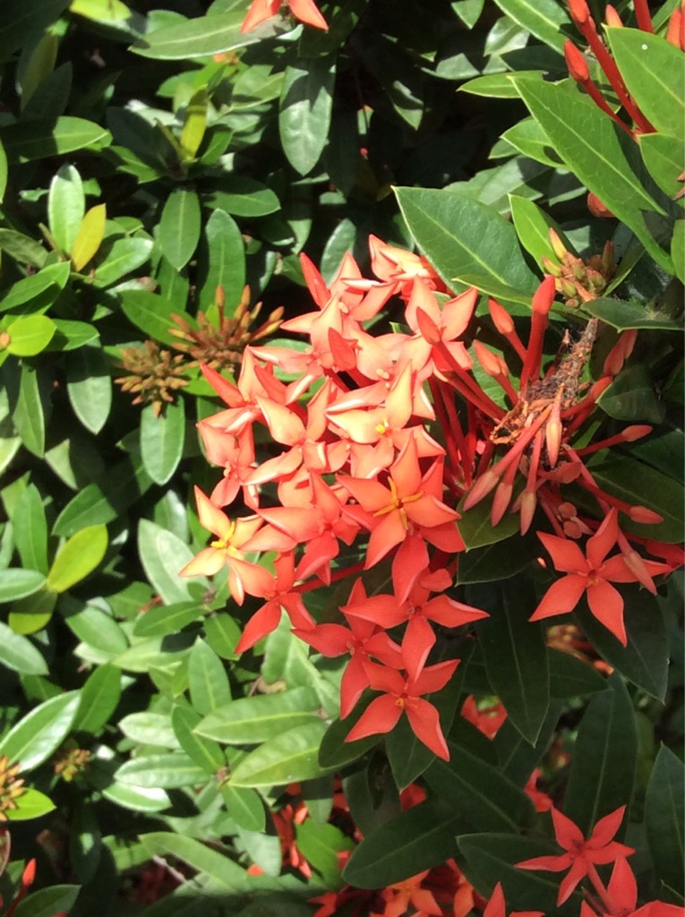 Ixora flower 