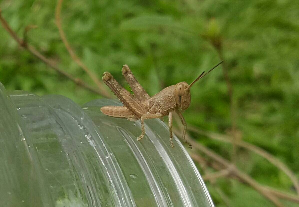 Grasshopper