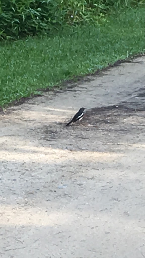 Oriental magpie-robin