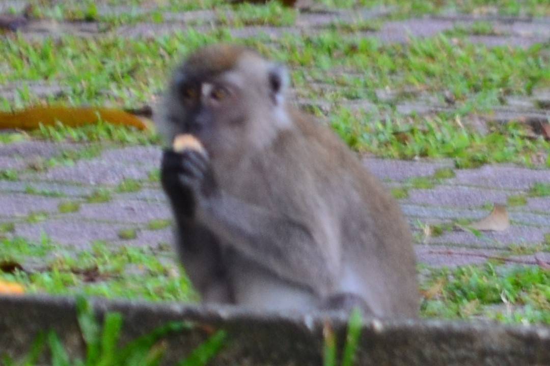 Long-tailed macaque