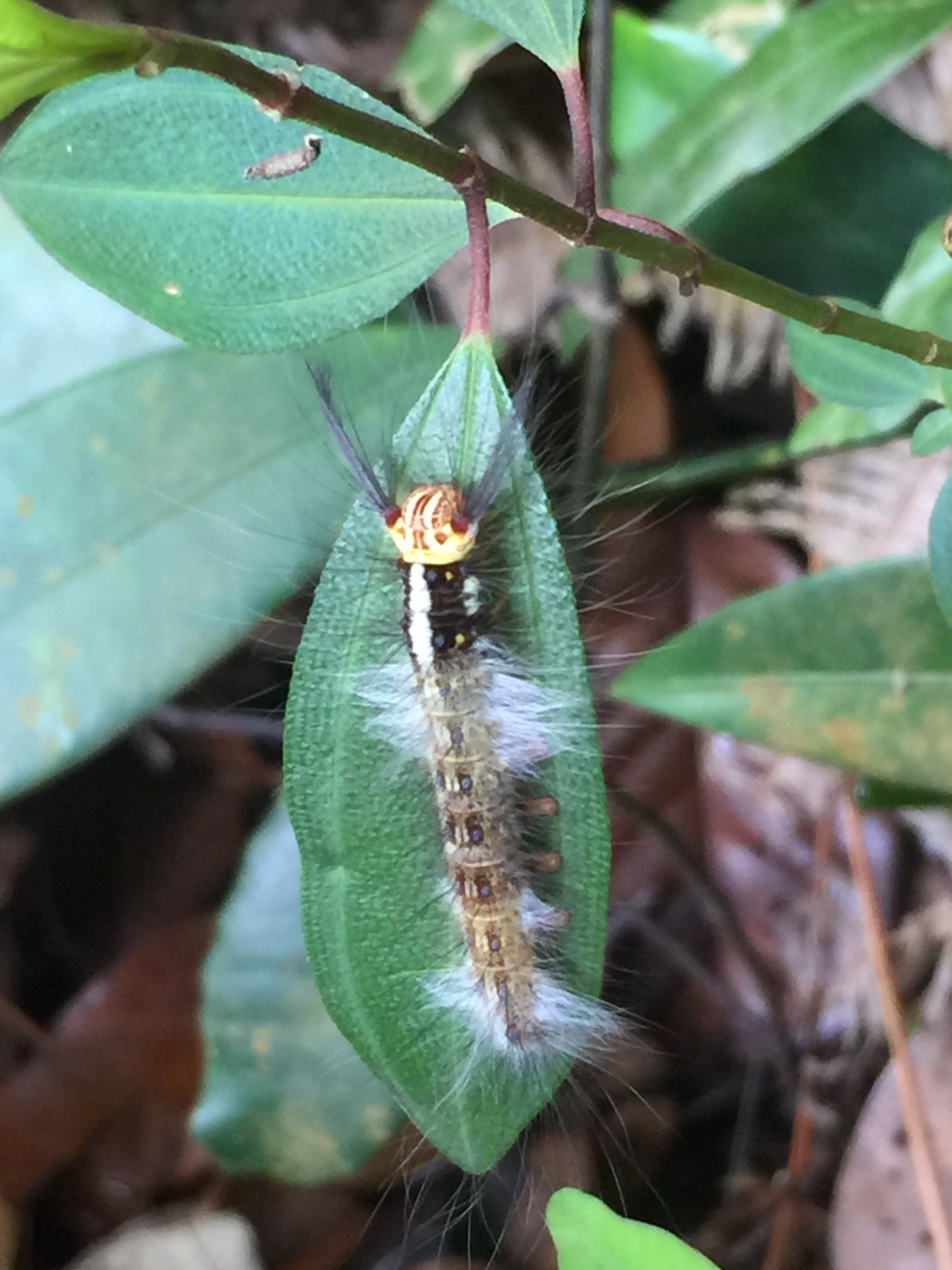 Rose-myrtle lappet moth (caterpillar)