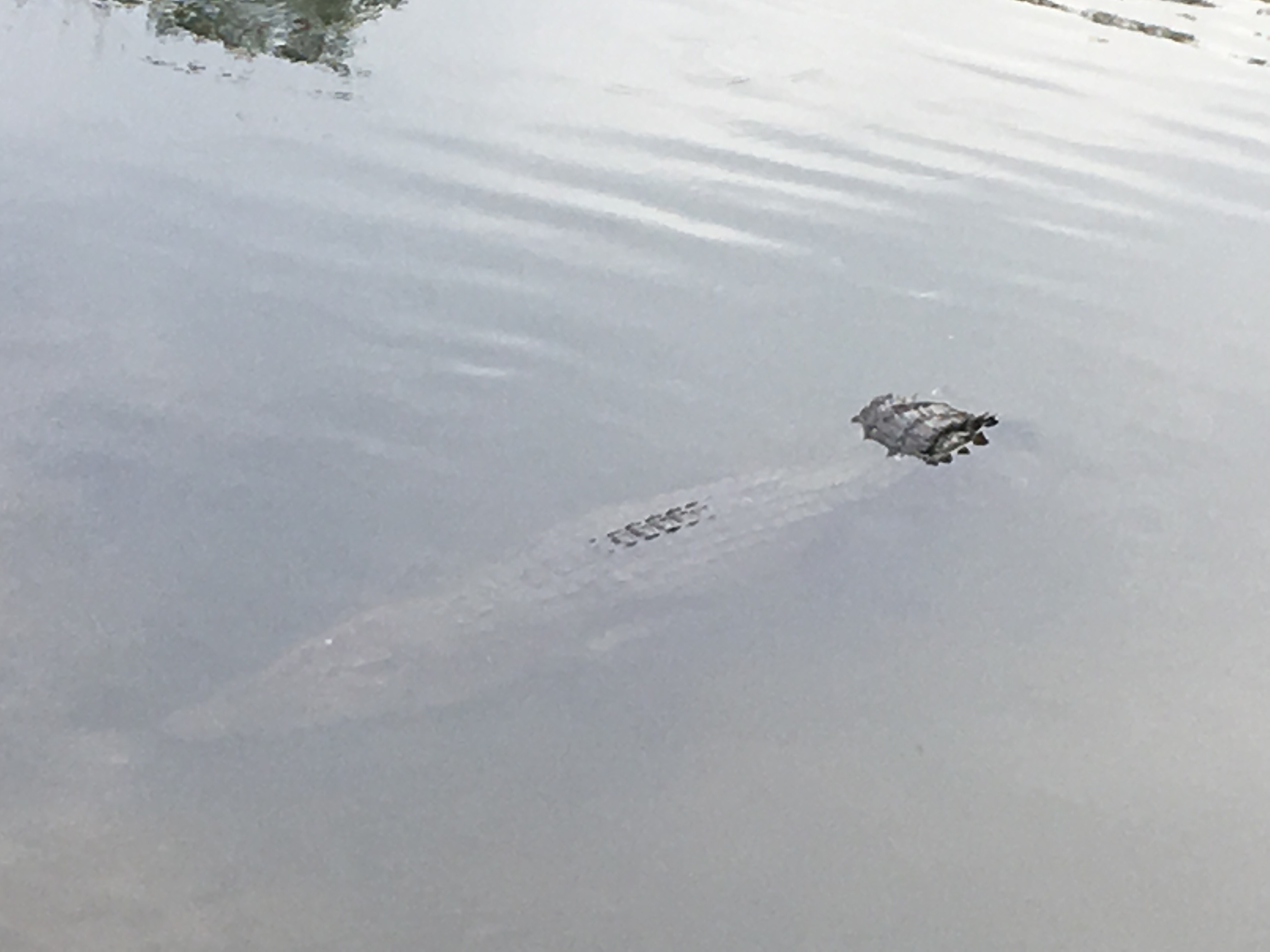 Estuarine crocodile 