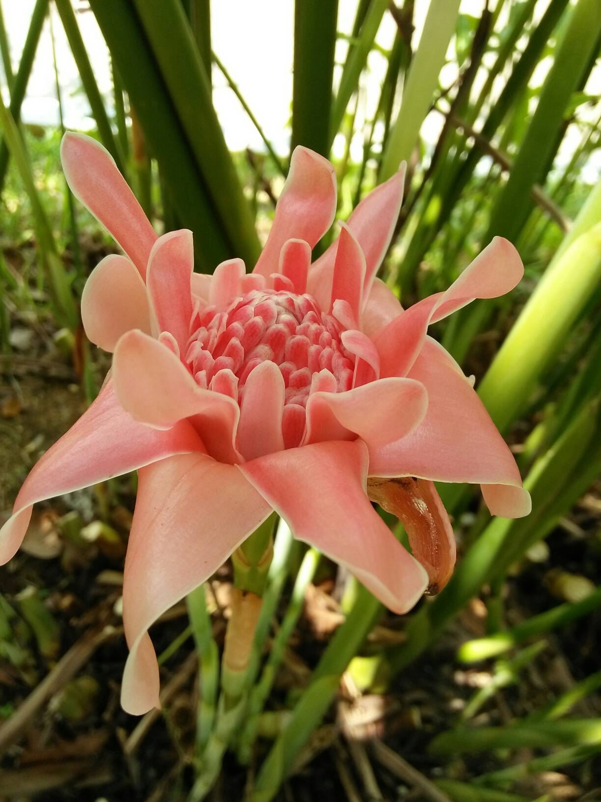 Torch ginger 