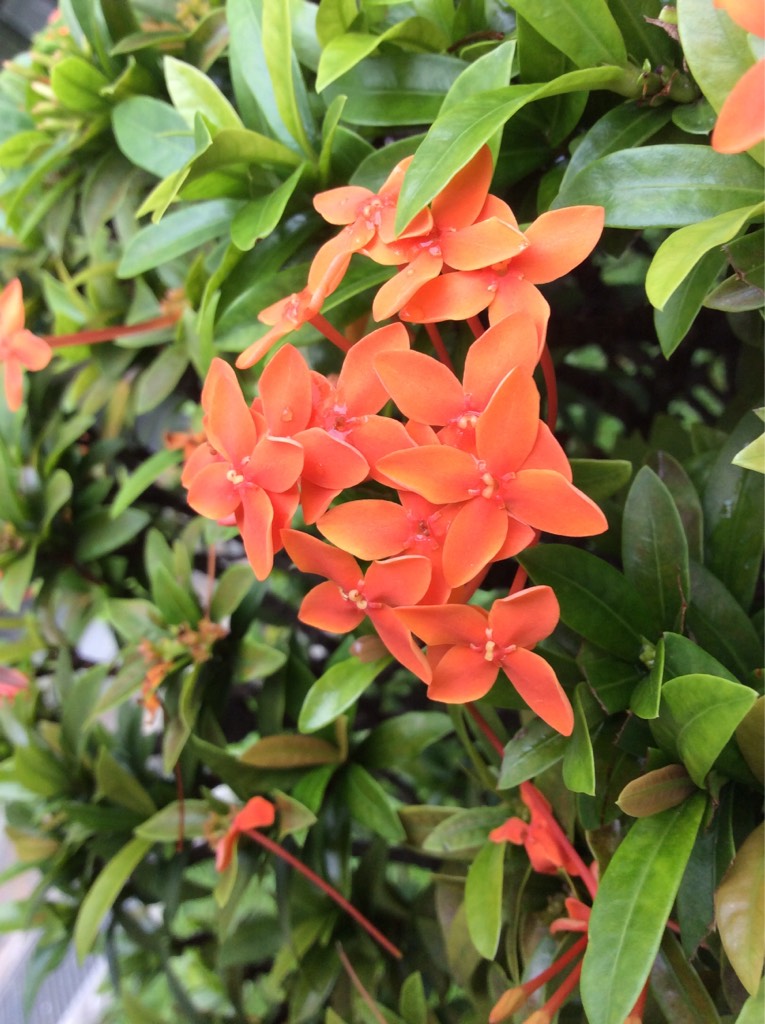 Tiny orange flowers